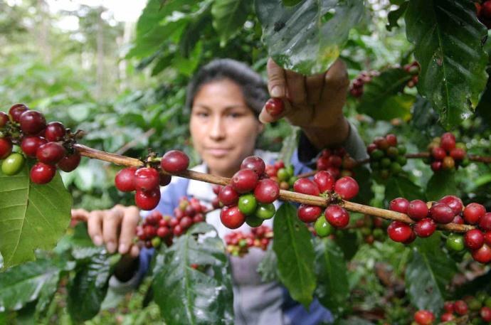 TOUR A FINCA CAFETERA