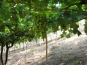 El Viñedo