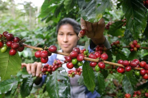 El Café